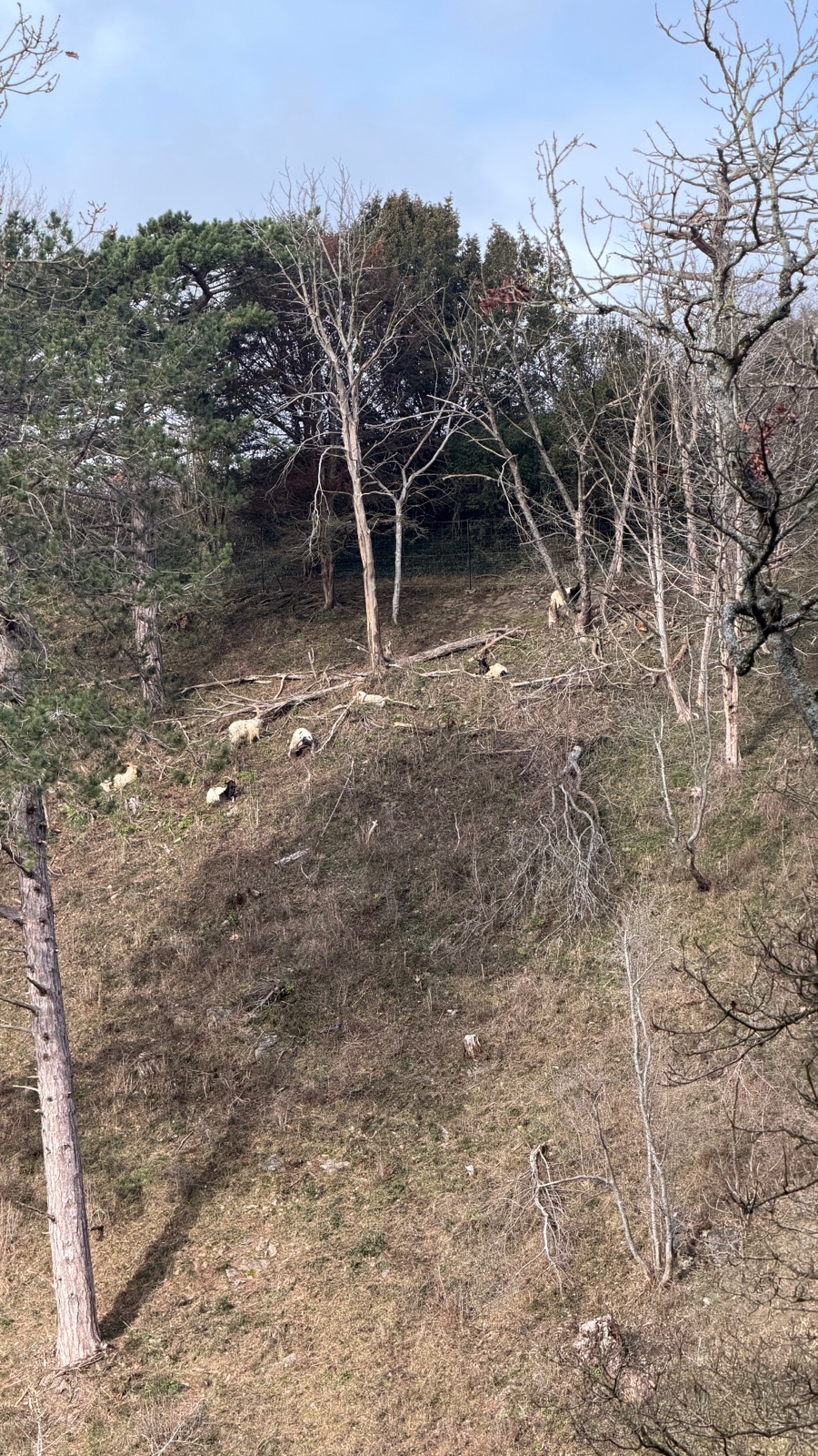 The goats of the Avon Gorge
